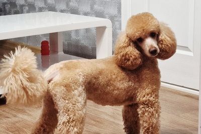 Чистокровный пудель средний