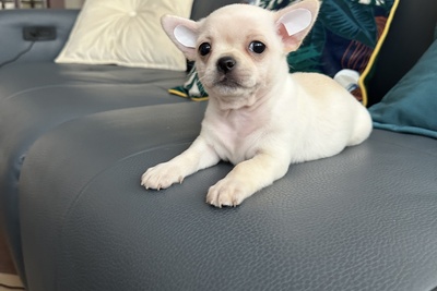 Мальчик чихуахуа