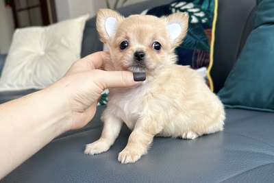 Девочка чихуахуа