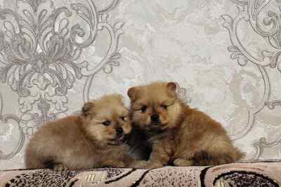 Девочка и мальчик померанского шпица