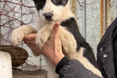 Щенки в дар!