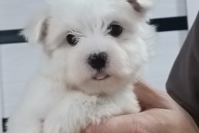 Мальтийской болонки щенки