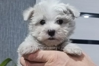 Мальтийской болонки щенки