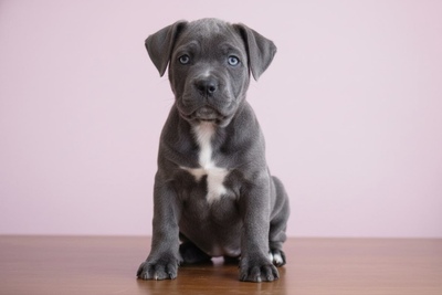 Щенок кане корсо