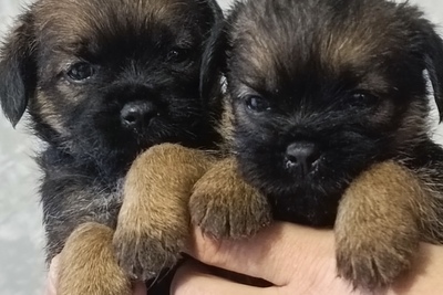 Бордер терьера щенки