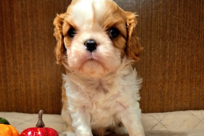 Кавалер кинг чарльз спаниель мальчик