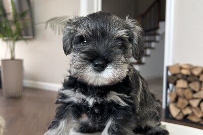 Щенки цвергшнауцера