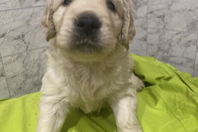 Щенки золотистого ретривера