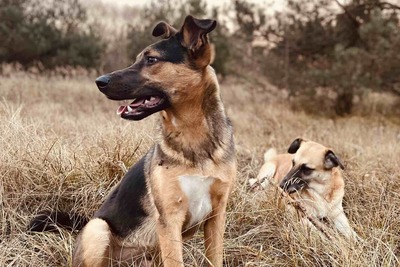 Щенок в дар