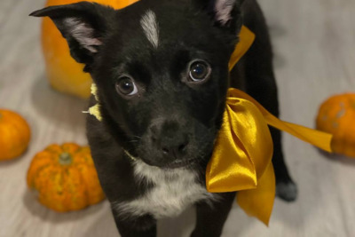 Прекрасные малышки ищут дом!