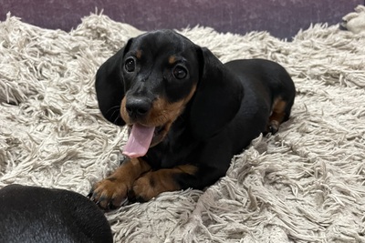 Шикарные щенки кроличьей/ миниатюрной таксы