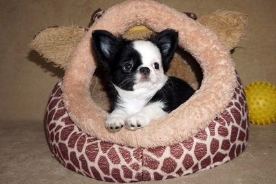 Породные чихуахуа малыши разных окрасов