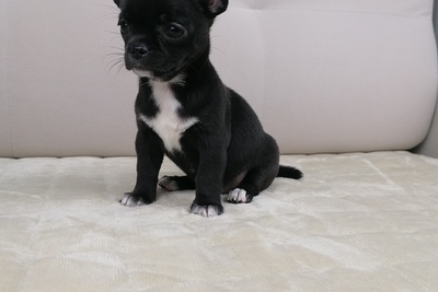 Чихуахуа девочка