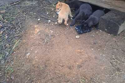 Щенки в дар