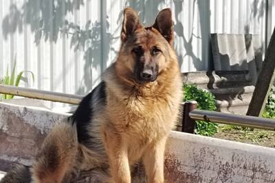 Щенки немецкой овчарки