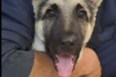 Щенки восточноевропейской овчарки