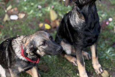 Щенок собака в дар