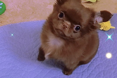 Шоколадный и другие щенки.