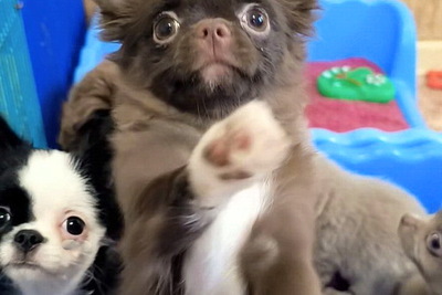 Чихуахуа щенки из питомника AlinaBianka