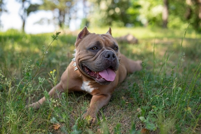 Американский булли, отдам в любящие руки