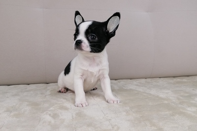 Чихуахуа девочка