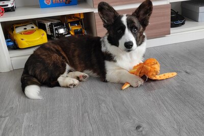 Вельш-корги кардиган