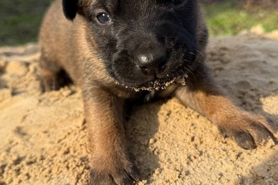 К продаже предлогаються щенки бельгийской овчарки Малинуа