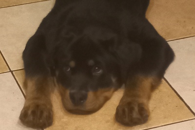 Ротвейлер девочка 5 мес. Хорошим хозяевам.