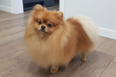 Вязка. Померанский шпиц. Родословная. 1,3 года.