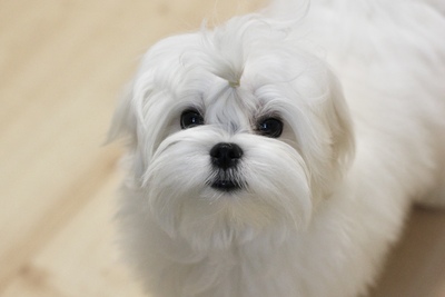 Мальтезе щенок