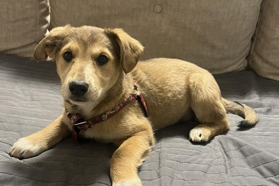 Щенок девочка в дар