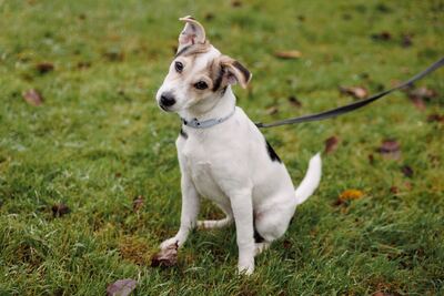 щенок мелкого размера в дар в добрые руки