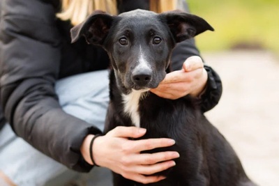 щенки очаровашки ищут свои семьи