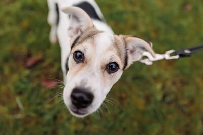 щенок мелкого размера в дар в добрые руки