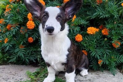 Девочка корги