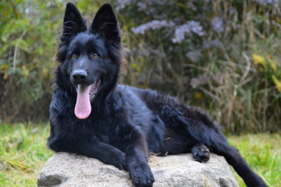 черные щенки немецкой овчарки