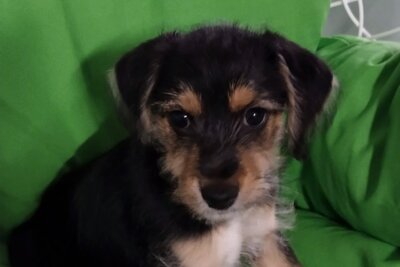 Щенки в добрые руки