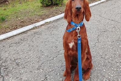 Мальчик ирландского сеттера