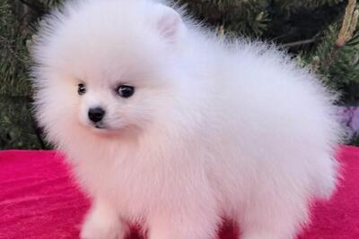 Шикарные  щенки померанского шпица. Из питомника.