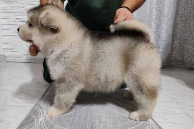 Щенки аляскинского маламута