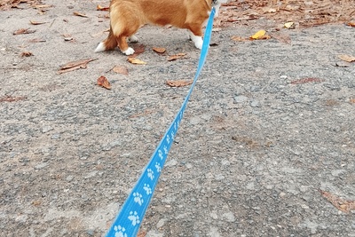 Девочка корги кардиган