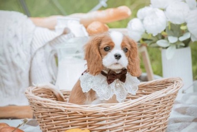 Кавалер Кинг Чарльз Спаниель