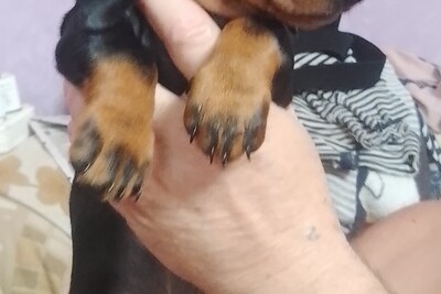 Продам щенков гладкошерстной стандартной таксы