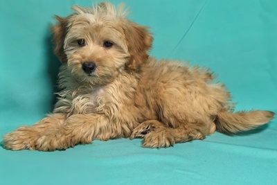 Высококачественные щенки мальтипу из питомника, F1