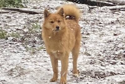 Финский шпиц (Карело-финская лайка)