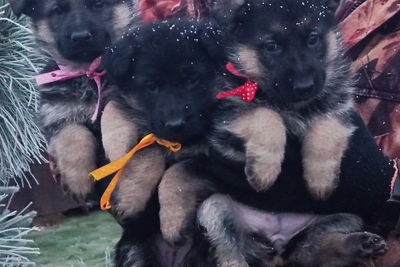 Немецкой овчарки щенки