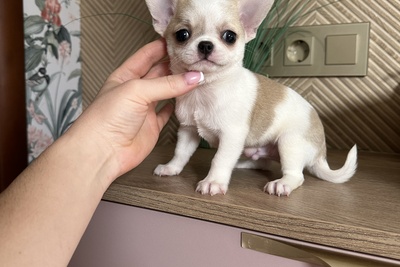 Мальчик чихуахуа