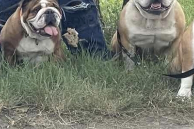 Щенки английского бульдога