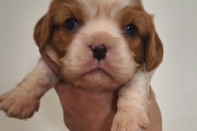 Кавалер кинг чарльз спаниель ДЕВОЧКА