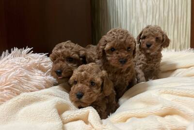 Щенки той пуделя родились 14.10.2025